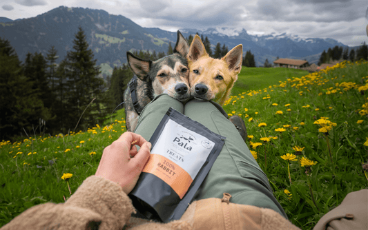 two dogs looking at pala raw rabbit dogs treats with so much cravings