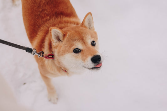 Can My Dog Eat Raw Turkey?