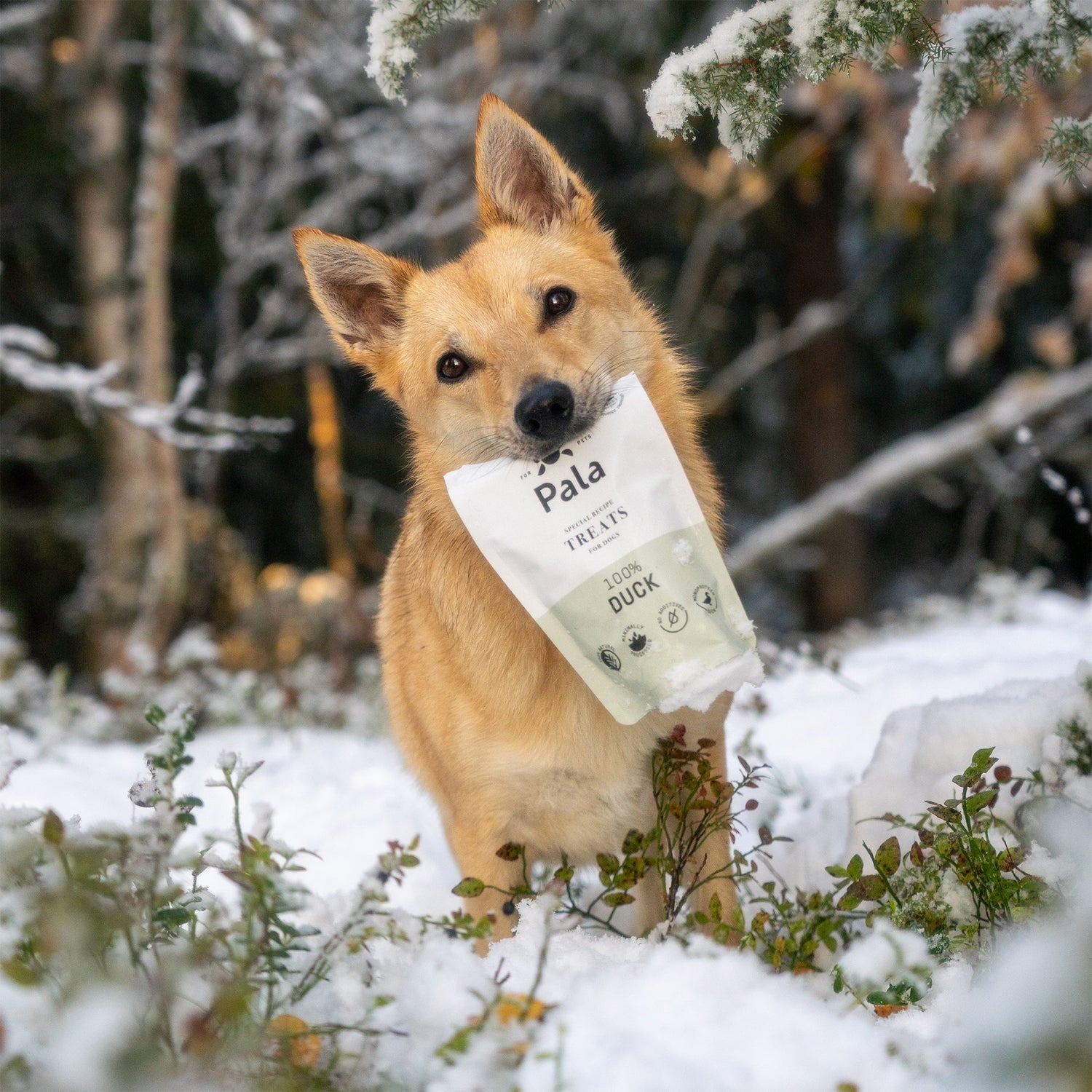 pup with Pala duck and turkey treat pouches