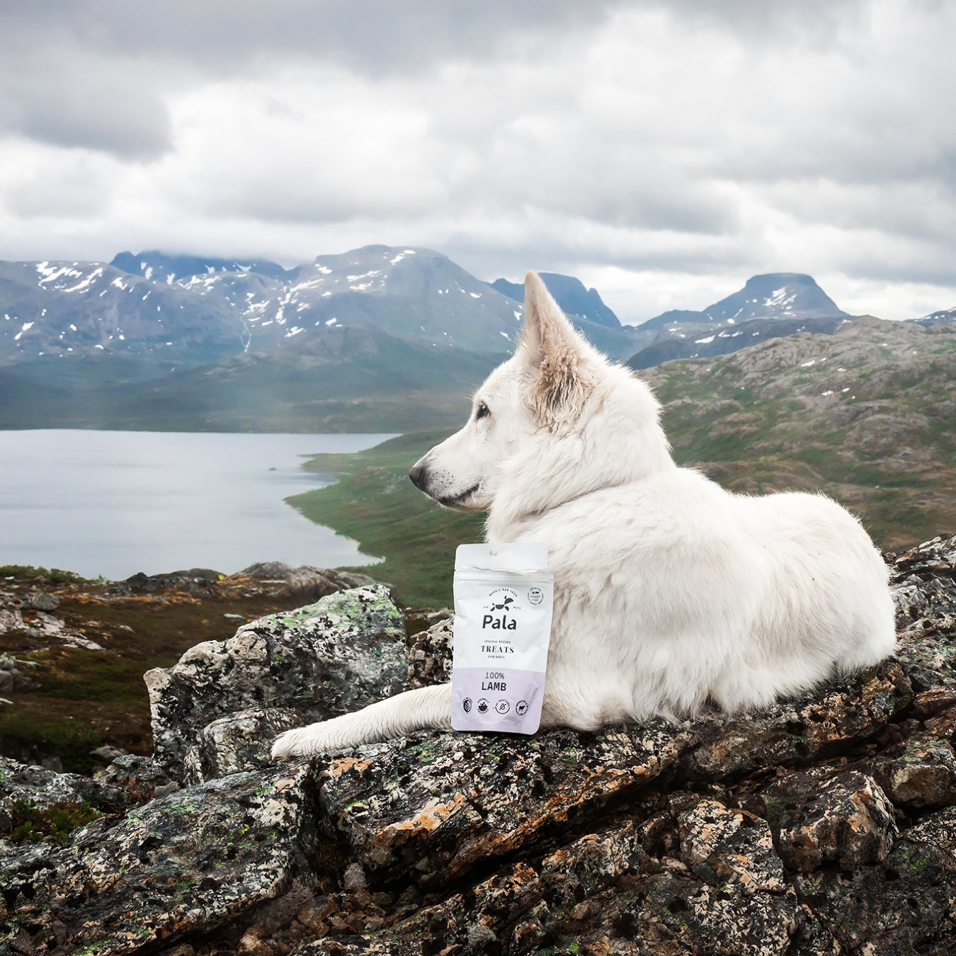 100% Lamb dog treats