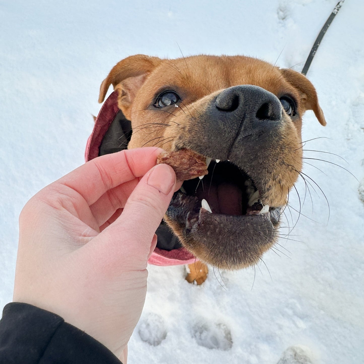 100% Rabbit dog treats