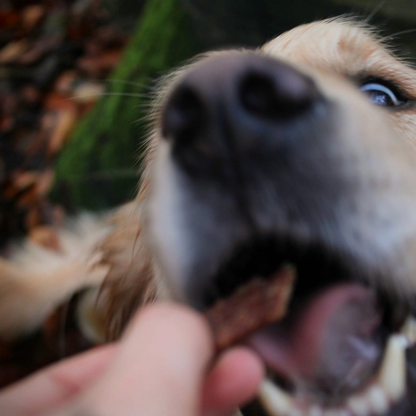 100% kyckling hundgodis