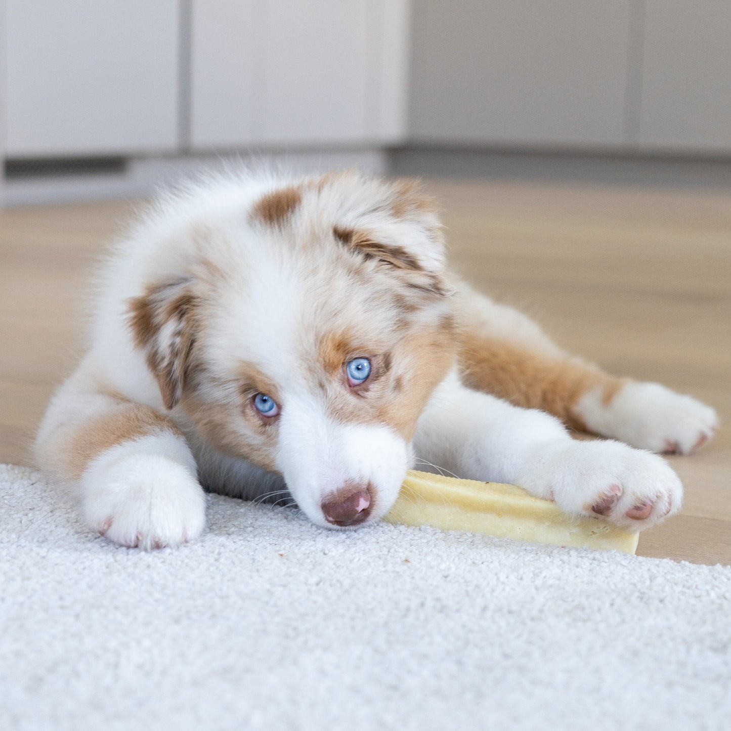 Pala Cheese Bone for Dogs