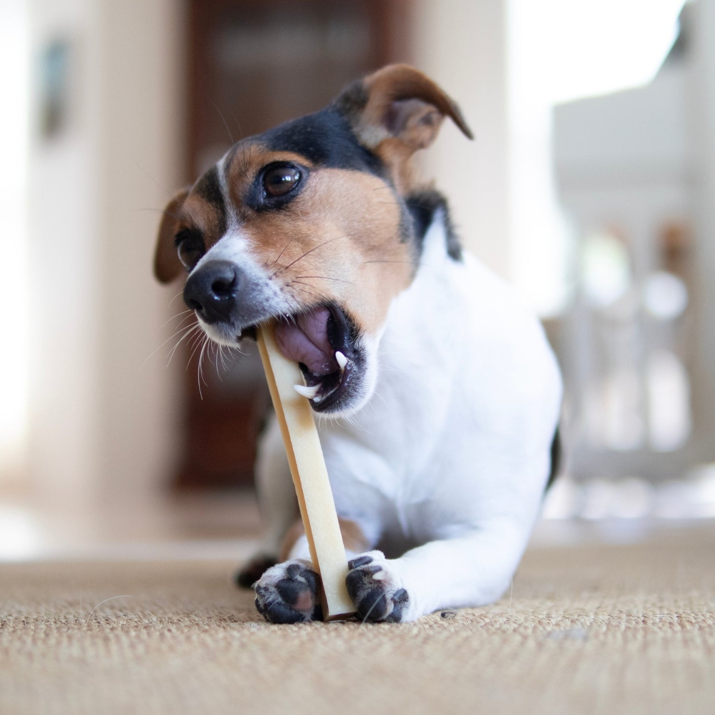 Pala Cheese Bone for Dogs