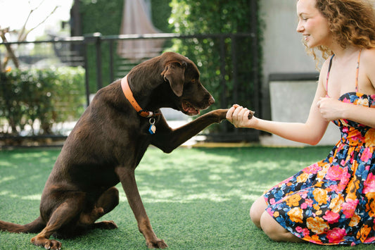 dog greeting a beautiful lady like "hi i need raw duck food for dogs".