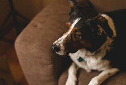 Border Collie with tricolor coat sitting on a brown sofa, showing clear, healthy eyes and a lush fur, ideal for discussions on managing common raw dog allergies in pets.