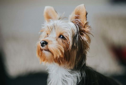 Terrier looking sad, allergic reactions in dogs