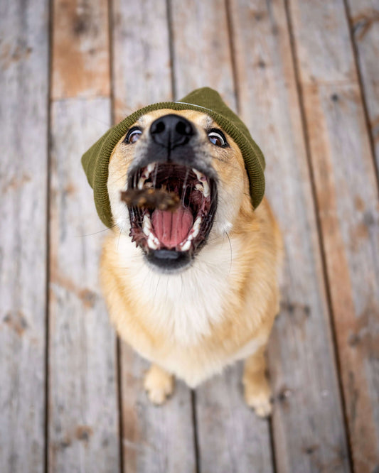 shiba inu wearing pala hat and eating pieces of semi dried raw dog food