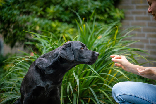 Can Dogs Safely Enjoy Frozen Food? - Pala Petfoods