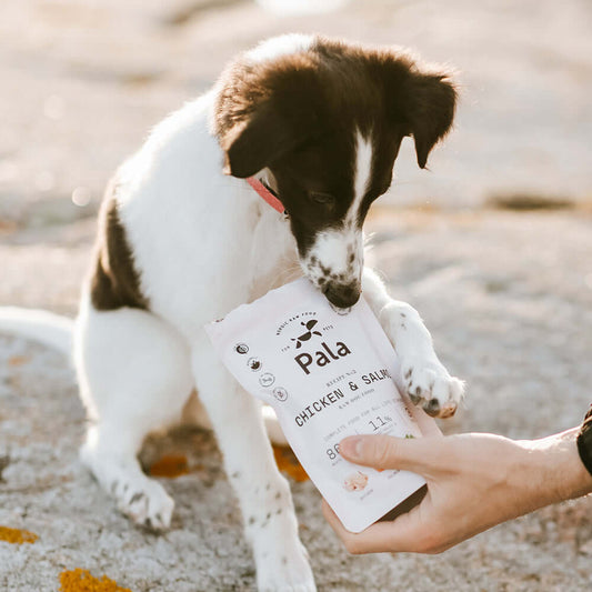 Puppy protein needs: How much protein do puppies need?