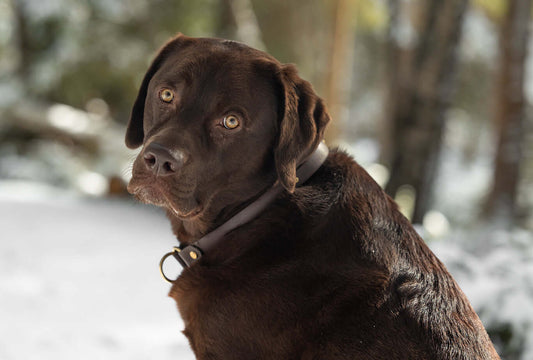 While this Labrador Retriever appears healthy, be alert for signs your dog might have a food allergy, including itchy skin, digestive issues, and chronic ear infections.