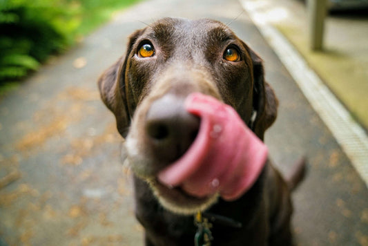 dog licking its tongue and looking upwards as if he has seen good raw eggs for dogs