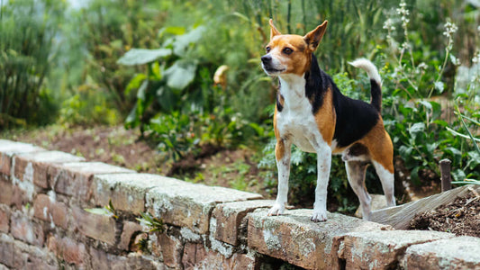 dog looking bright and healthy because of raw dog food feeding