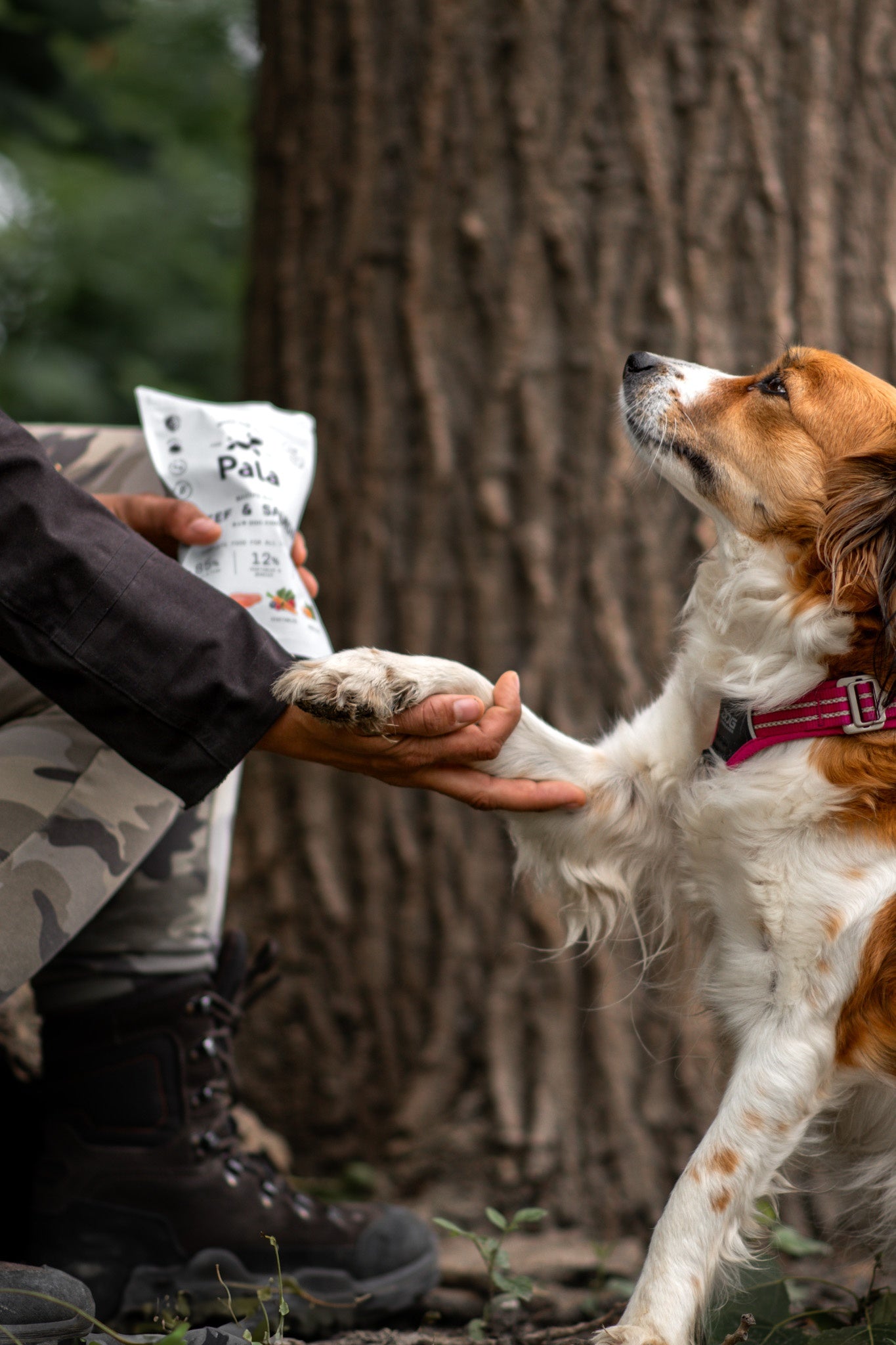 Kooikerhondje giving paw to human