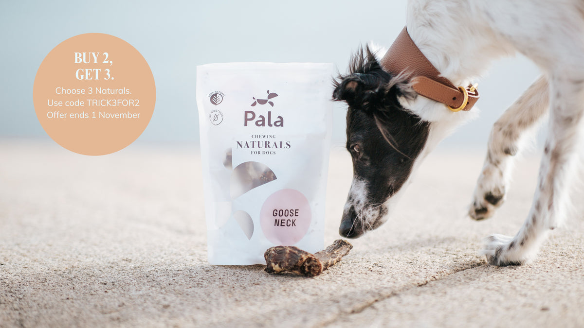 A dog sniffing a treat from the ground next to a stand-up pouch of Pala Organic Naturals Goose Neck dog treats, with a promotional 'BUY 2, GET 3' badge on the left, set against a soft-focus beach background.