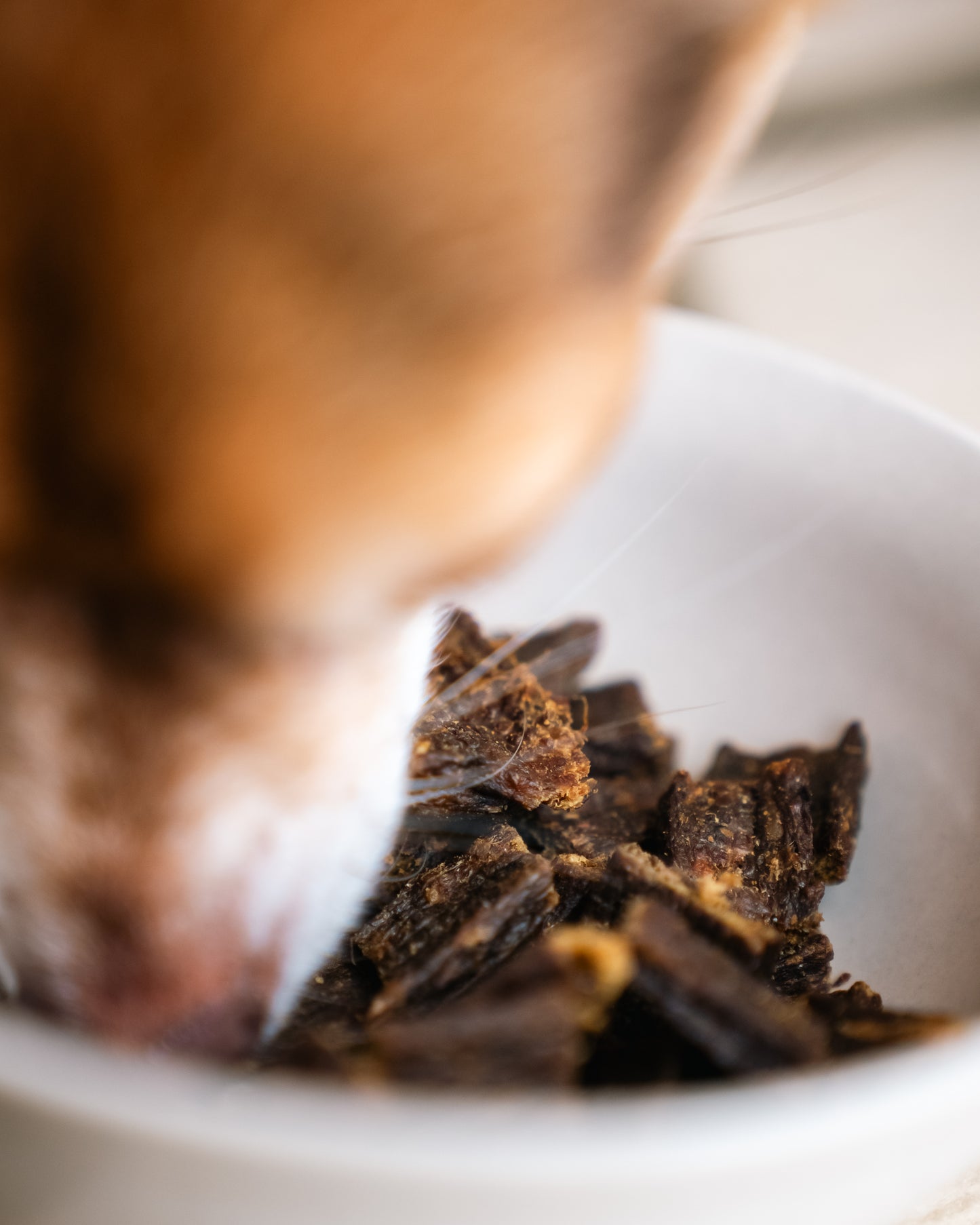 Resepti # 6 - Kalkkuna, ankka & silli 