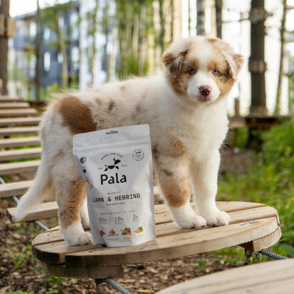 Pala Puppy - Starter Bundle